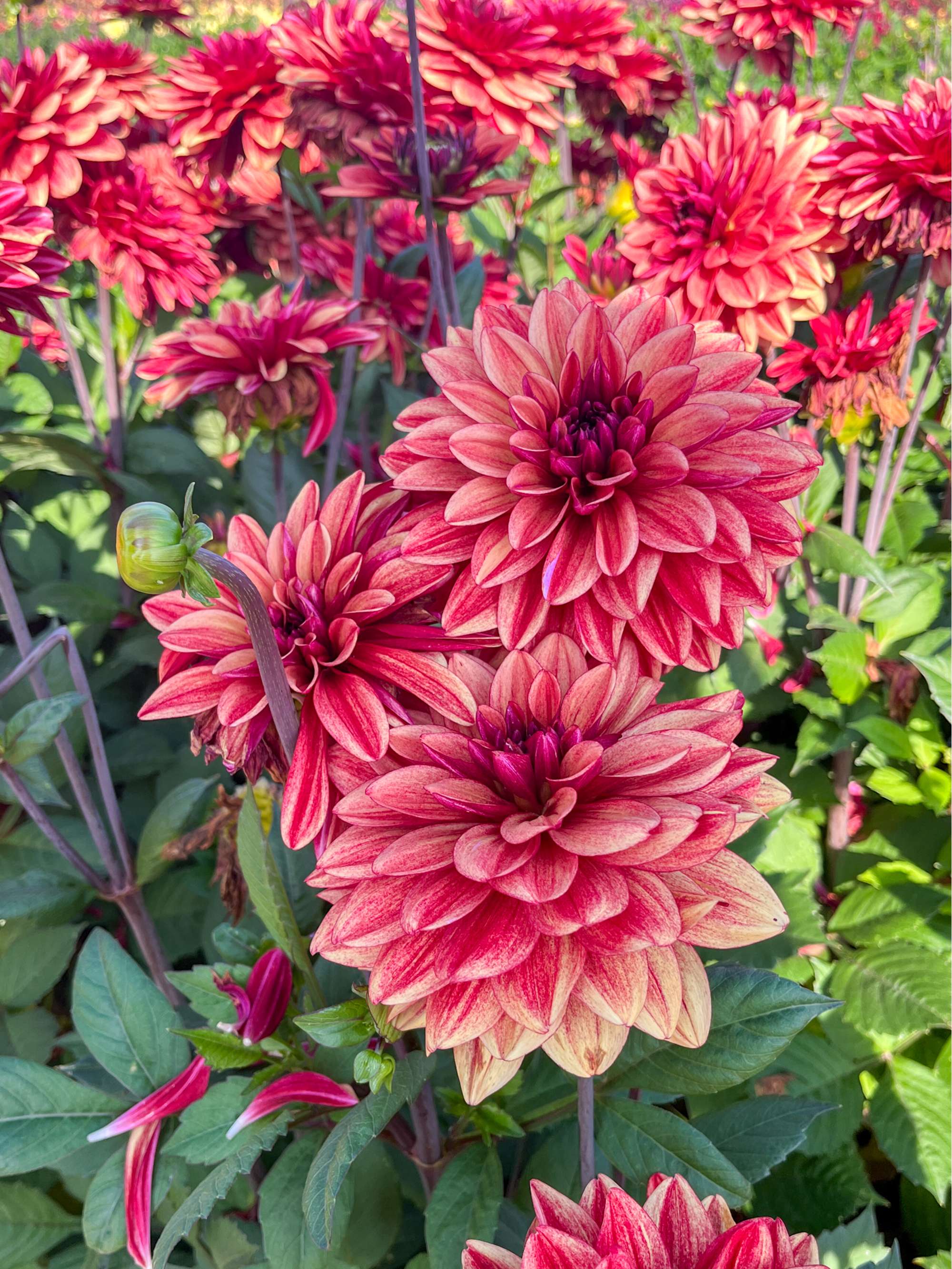 Dahlia 'Glossy Maracana'